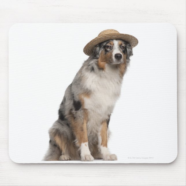 Australian Shepherd (10 months old) wearing a Mouse Mat (Front)