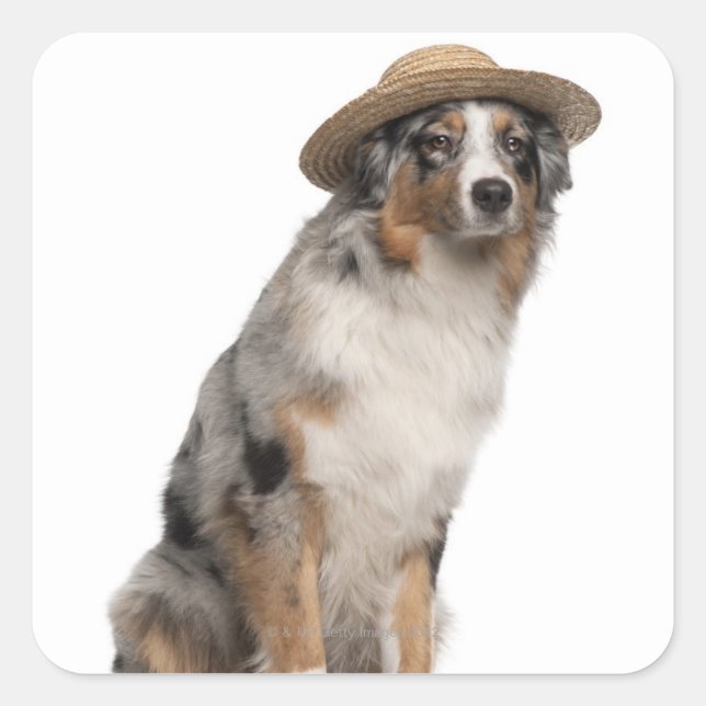 Australian Shepherd (10 months old) wearing a Square Sticker (Front)