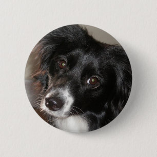 Australian Shepherd 6 Cm Round Badge