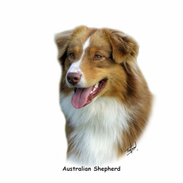 Australian Shepherd 9K4D-16 Standing Photo Sculpture (Front)