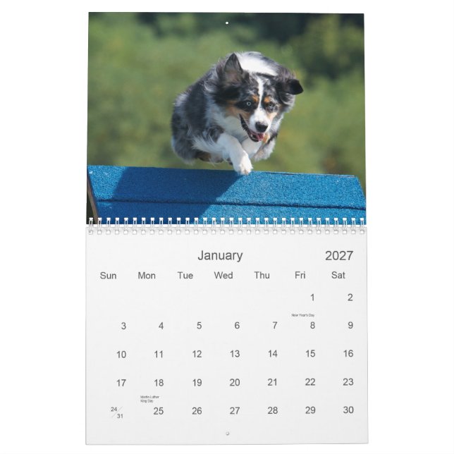 Australian Shepherd Agility 18 Month Wall Calendar (Jan 2027)