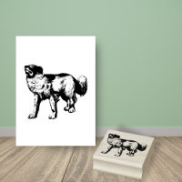 Australian Shepherd aka Aussie Dog Breed
