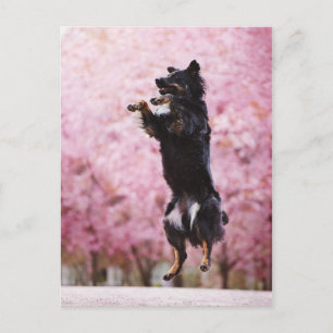 Australian Shepherd and Cherry Blossoms Postcard