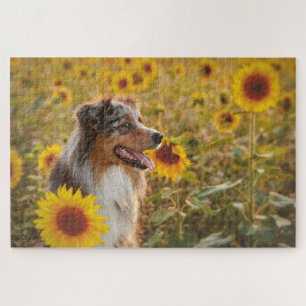 Australian Shepherd and Sunflowers Jigsaw Puzzle