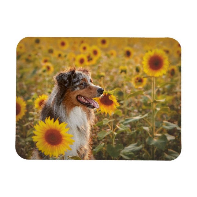Australian Shepherd and Sunflowers  Magnet (Horizontal)