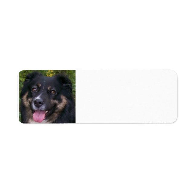 australian shepherd black tri (Front)