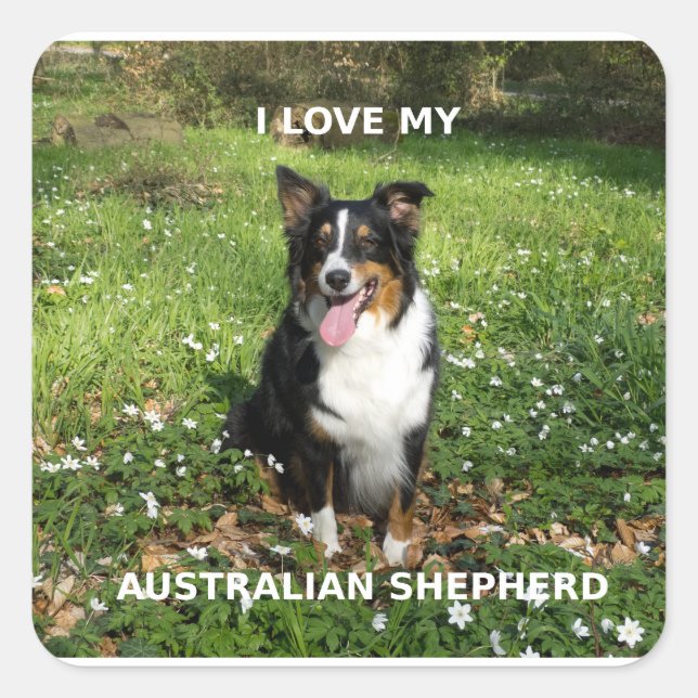 australian-shepherd-black tri love w pic square sticker (Front)