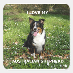 australian-shepherd-black tri love w pic square sticker