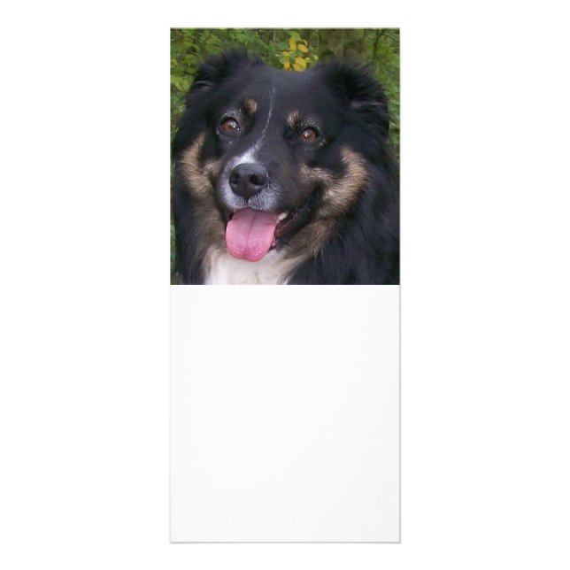 australian shepherd black tri rack card (Front)