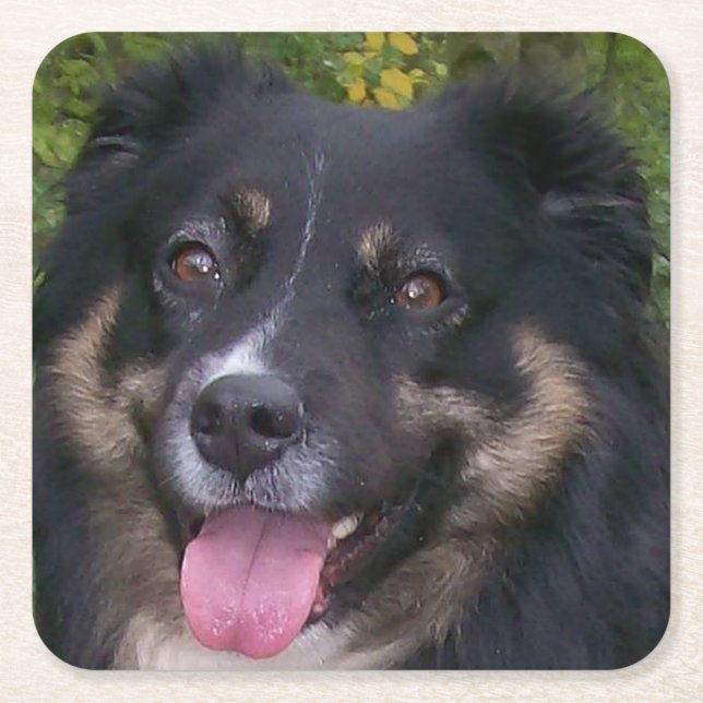 australian shepherd black tri square paper coaster (Front)