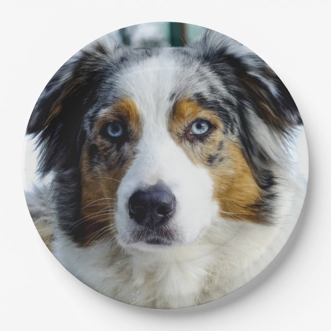 australian shepherd blue merle 3 paper plate (Front)
