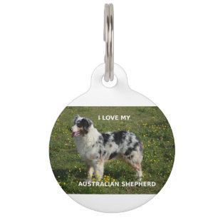 australian shepherd blue merle love w pic pet tag