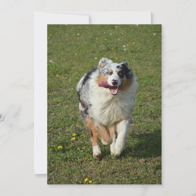 Australian shepherd blue merle running holiday card (Front)