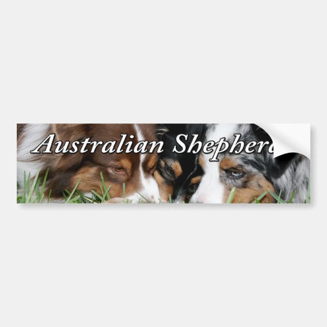 Australian Shepherd Bumper Sticker (Front)