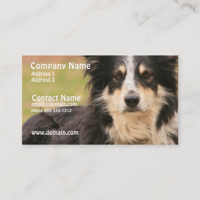 Australian Shepherd Business Card (Front)