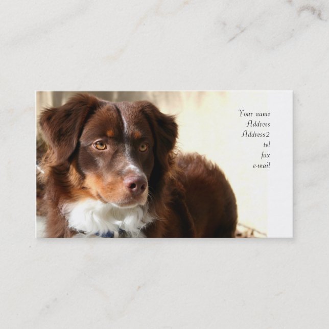 Australian Shepherd business cards (Front)