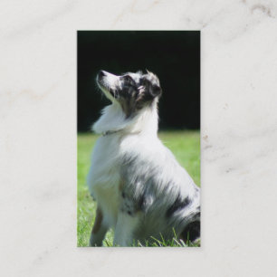 Australian Shepherd business cards