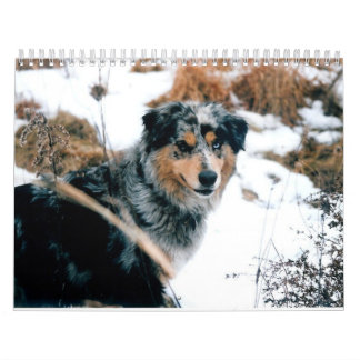 Australian Shepherd Calander Calendar