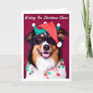 Australian Shepherd Christmas Greeting Cards
