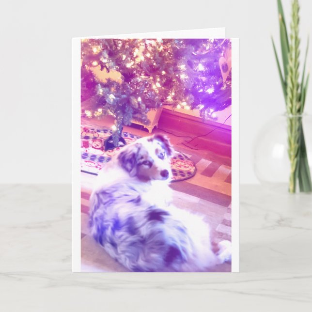 Australian Shepherd Christmas Holiday Card (Front)