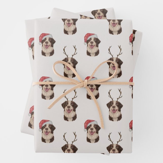 Australian shepherd Christmas wrapping paper (In situ)