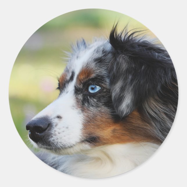australian-shepherd classic round sticker (Front)