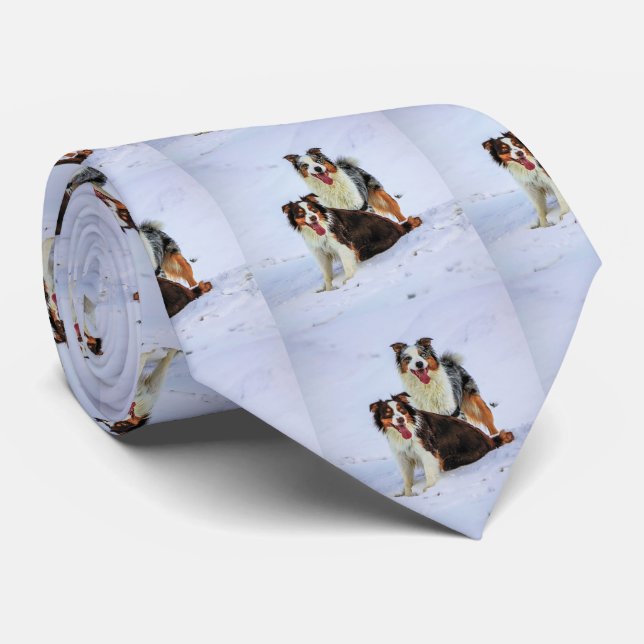 Australian shepherd couple dogs tie (Rolled)