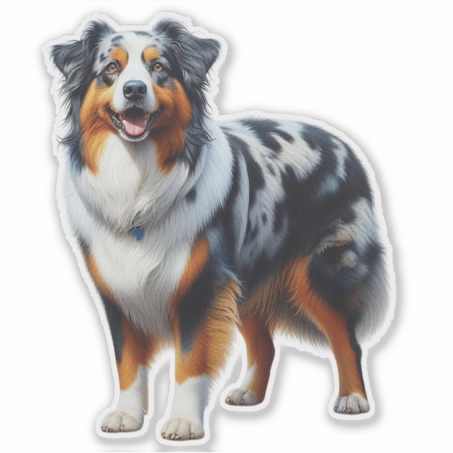 Australian Shepherd Dog (Front)