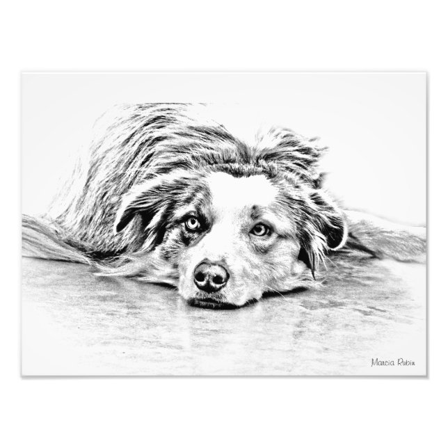 Australian Shepherd dog art Photo Print (Front)