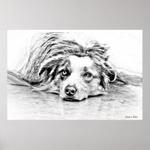 Australian Shepherd dog art Poster