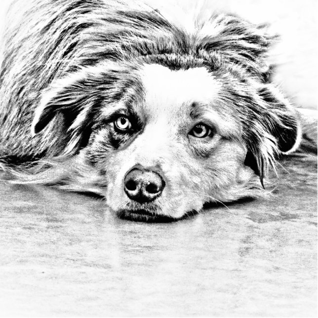 Australian Shepherd dog art Standing Photo Sculpture (Front)