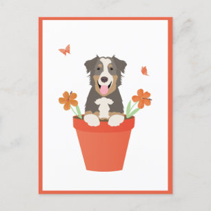 Australian Shepherd Dog In Flower Pot Postcard