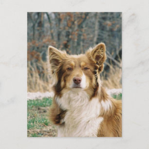Australian Shepherd Dog Postcard