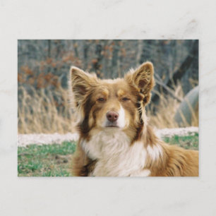 Australian Shepherd Dog Postcard