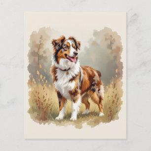 Australian Shepherd Dog Red Merle Aussie