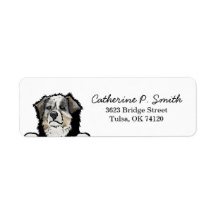 Australian Shepherd Dog Return Address