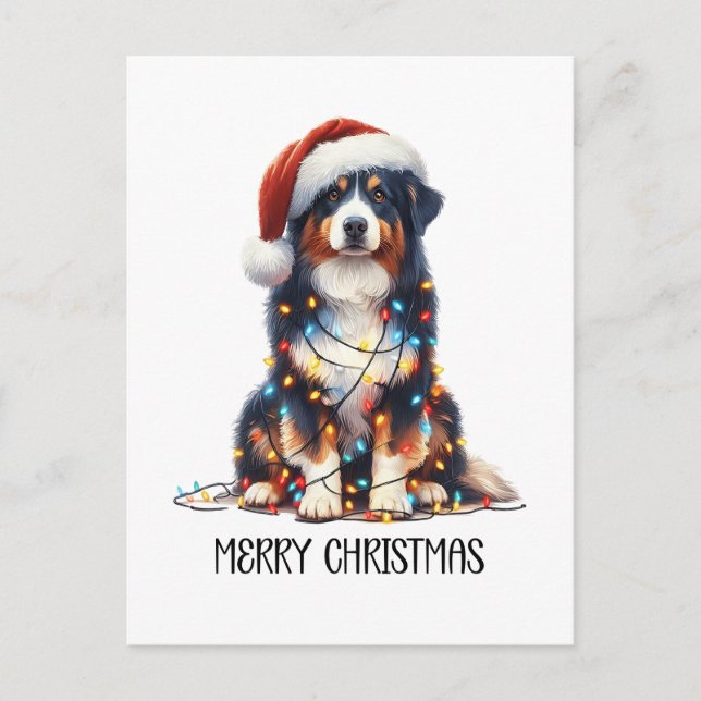 Australian Shepherd Dog Wrapped in Christmas Light Holiday Postcard (Front)