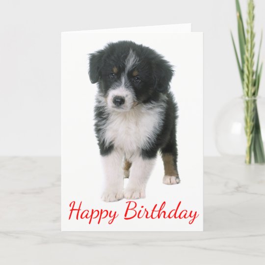 Australian Shepherd Happy Birthday Puppy Dog Card Zazzle Co Uk