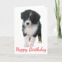 Australian Shepherd Happy Birthday Puppy Dog