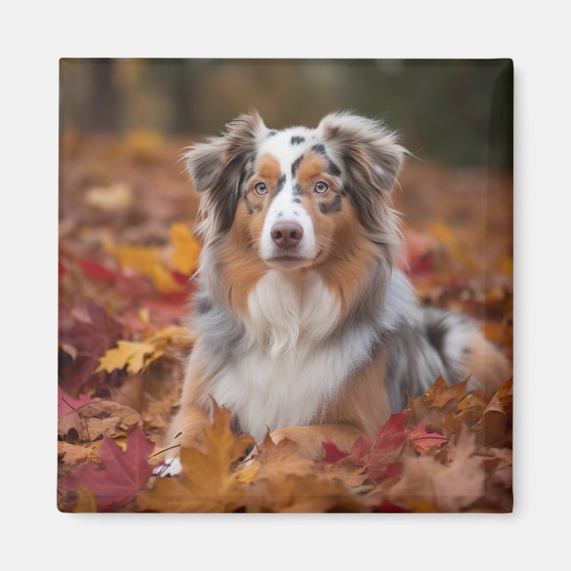 Australian Shepherd  in Autumn Leaves Fall Inspire Magnet (Front)