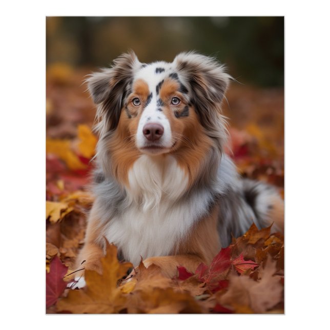 Australian Shepherd  in Autumn Leaves Fall Inspire Poster (Front)