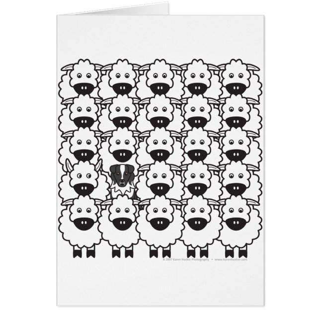 Australian Shepherd in the Sheep (Front)