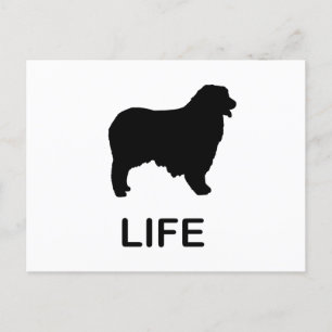 australian shepherd life postcard