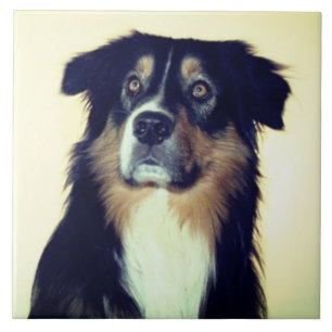 Australian Shepherd Love, Rescue Dog Best Friend Tile