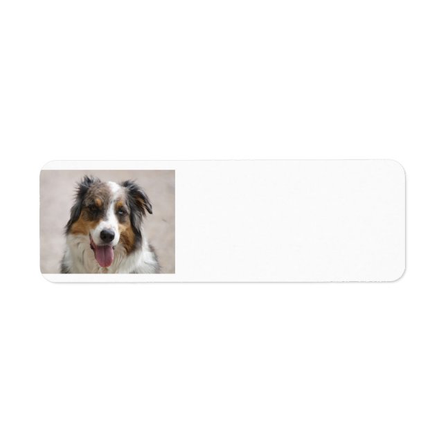 australian shepherd merle (Front)