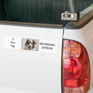 australian shepherd merle bumper sticker