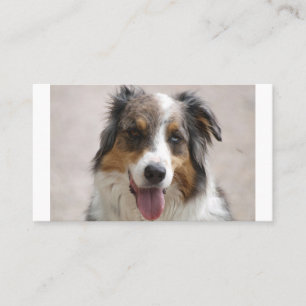 australian shepherd merle business card