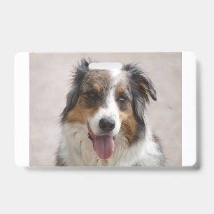 australian shepherd merle ID badge