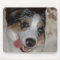 Australian Shepherd
