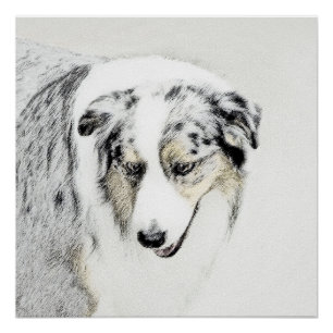 Australian Shepherd Painting - Original Dog Art Poster